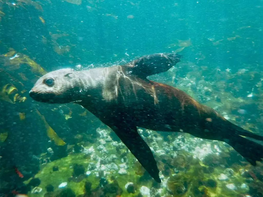 Cape Fur Seal Cape Fur Seal swimming in front of the camera underneath the waves.