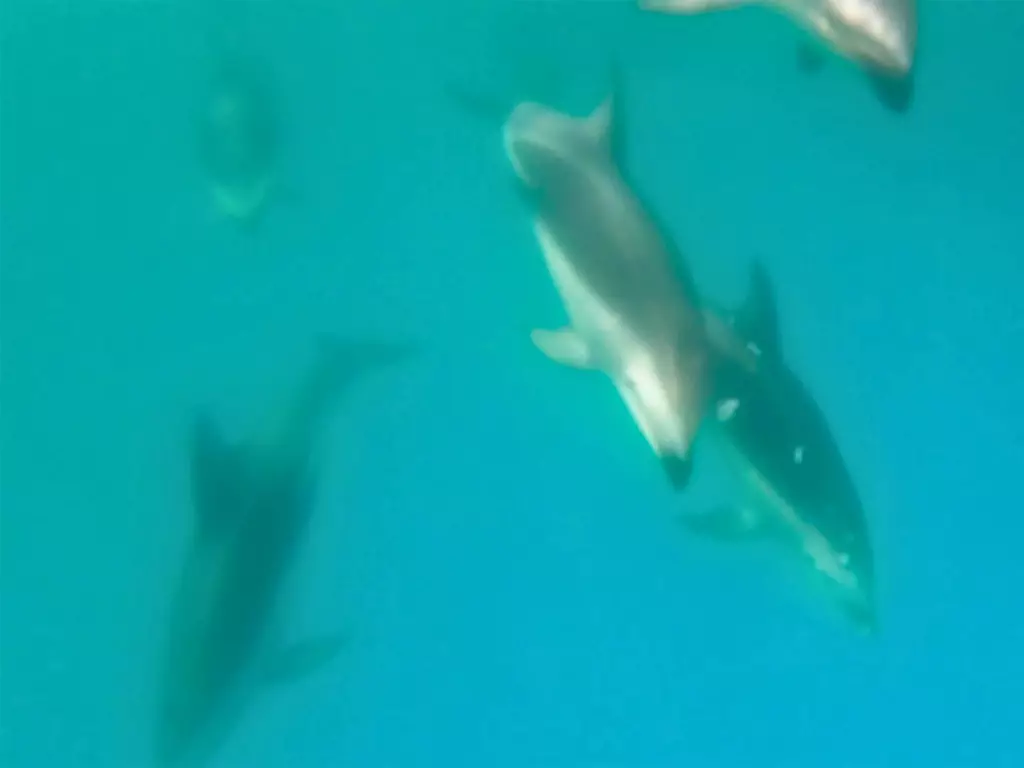 Dolphins Dolphins swimming underneath you in the ocean.