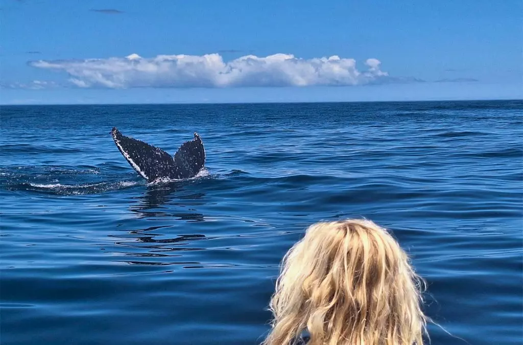 Tourist on a boat looking at a whales tale in the ocean.