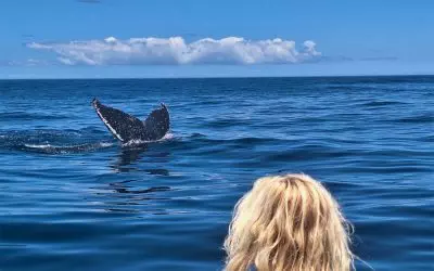 Sea Life in Cape Town: What to Expect