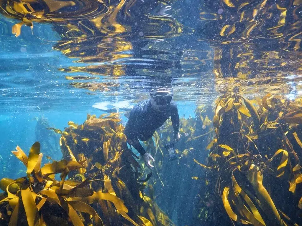 Kelp Forest Man swimming through a Kelp Forest in Cape Town.