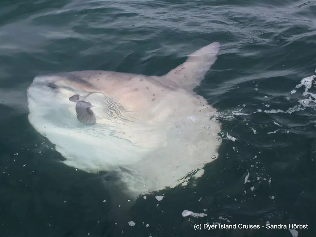 Sunfish Sunfish swimming next to the boat in Cape Town.