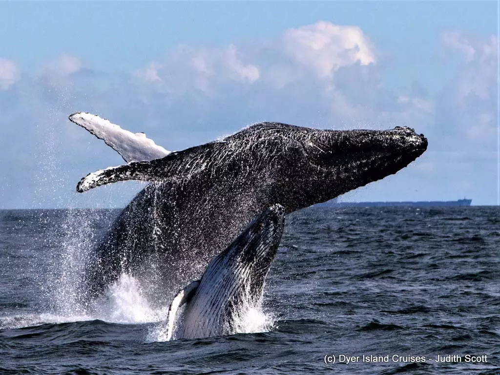 Whale Whale breaching out of the waters of Cape Town.