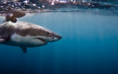 SHARKS AND SURFING IN SA