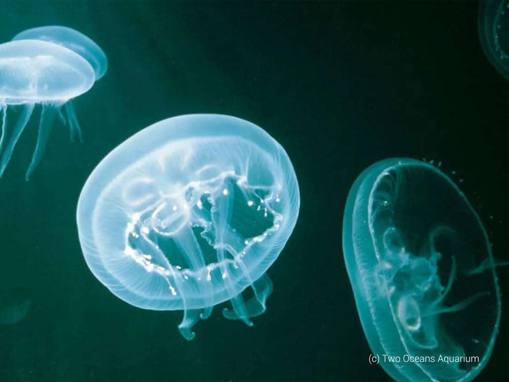 Jellyfish in the oceans waters of Cape Town.