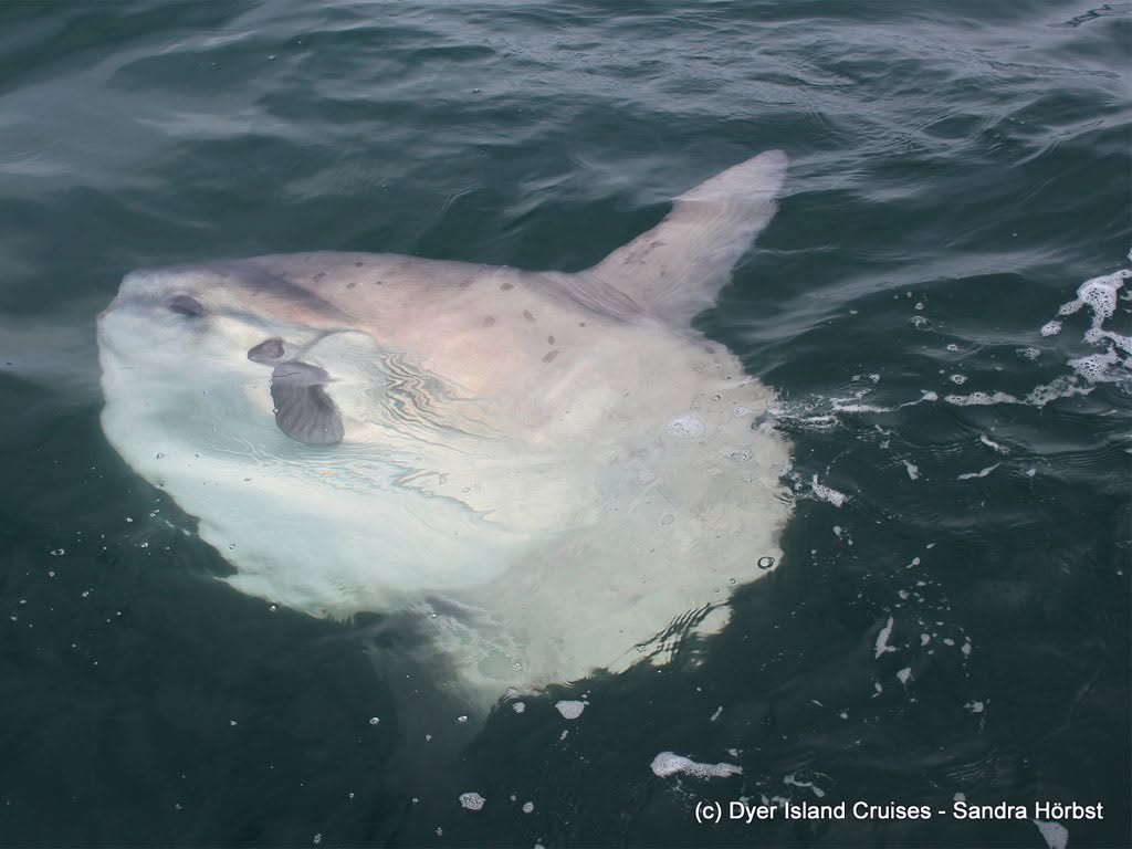 Sunfish swimming next to the boat in Cape Town.